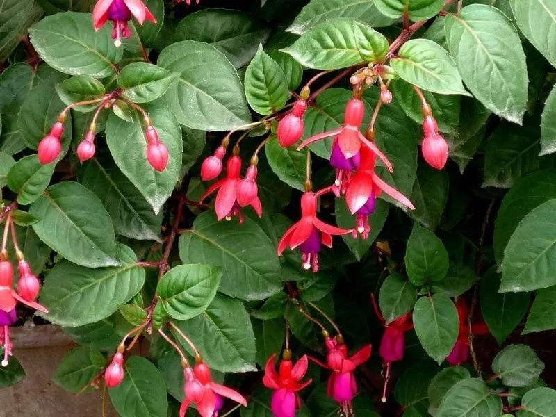 倒挂金钟盆栽苗室内绿植灯笼花盆栽苗吊金钟宝莲灯吊钟花四季