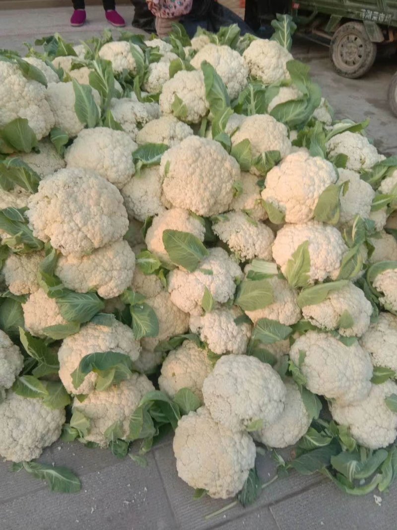 优质松花菜，实花菜，产地直发，提供各种包装！