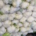 优质松花菜，实花菜，产地直发，提供各种包装！