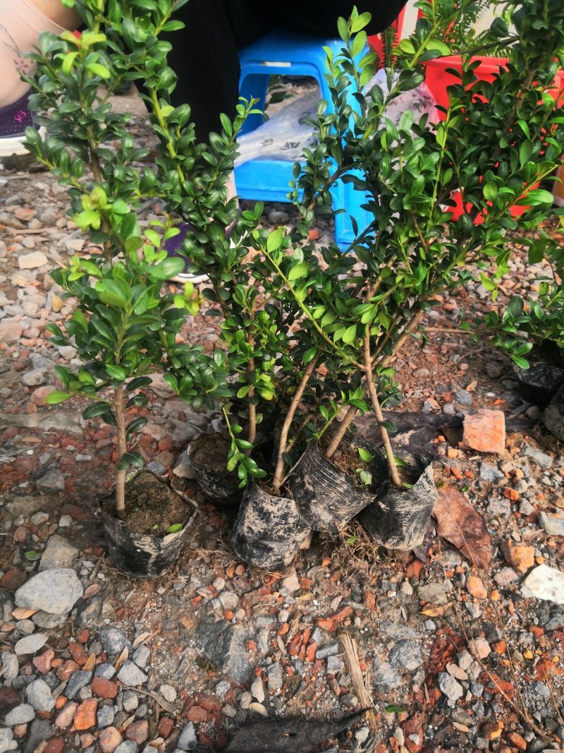 龟甲冬青，冬青黄杨等