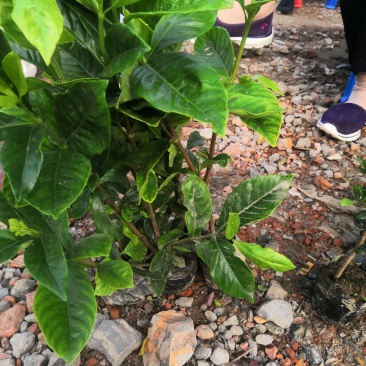 大叶栀子小叶栀子各种色块小苗