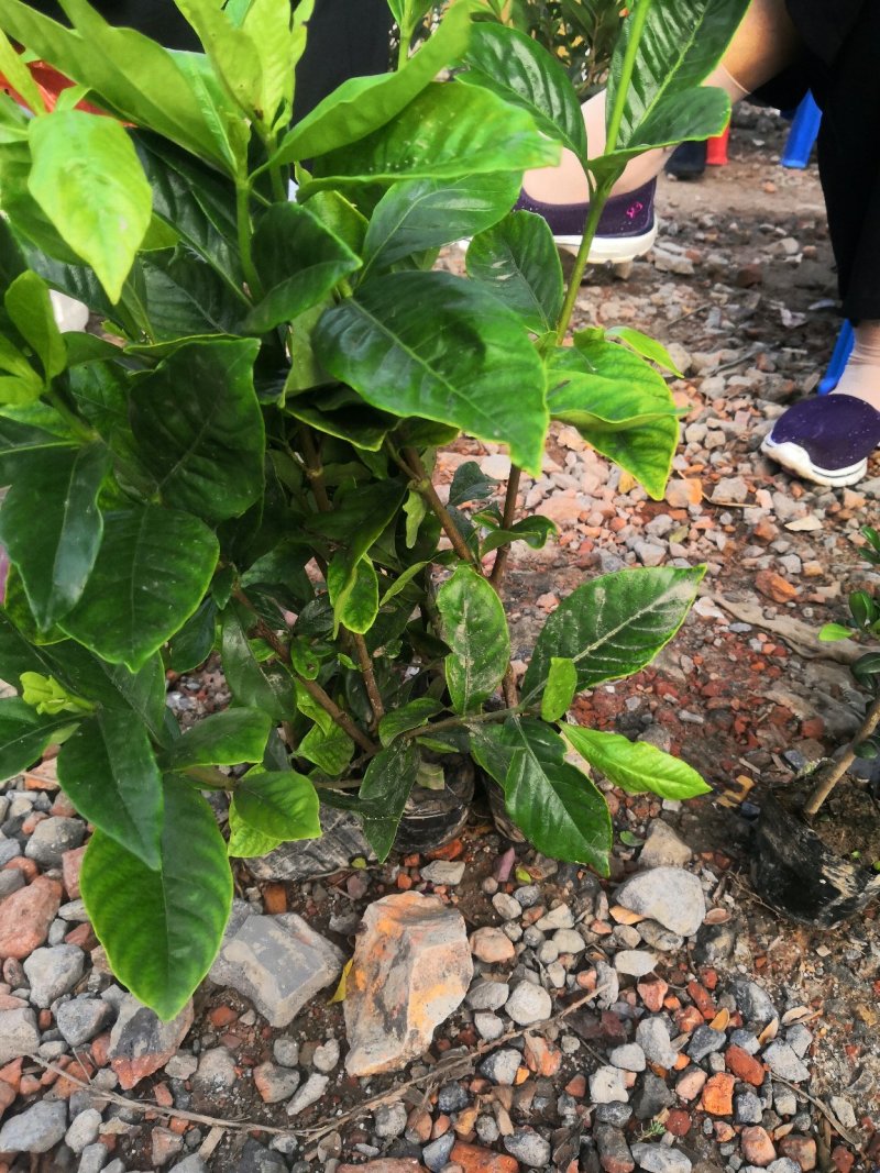 大叶栀子小叶栀子各种色块小苗