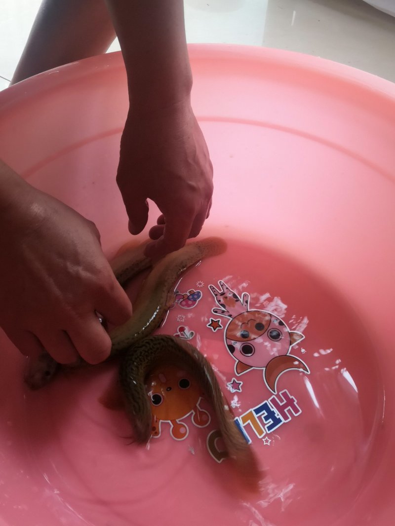 杂交泥鳅（台湾泥鳅）售后技术跟踪服务，云贵川包送