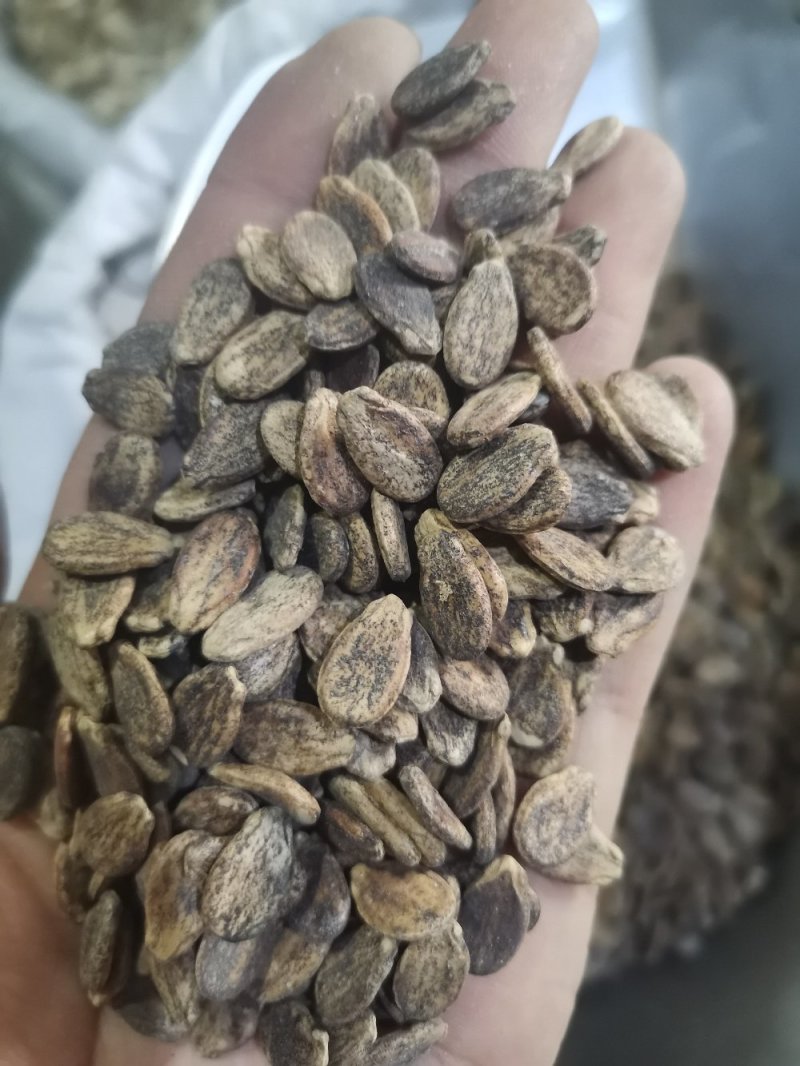 中药材西瓜子无硫熏药用一公斤起包邮