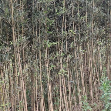 金镶玉竹，各种竹子等等