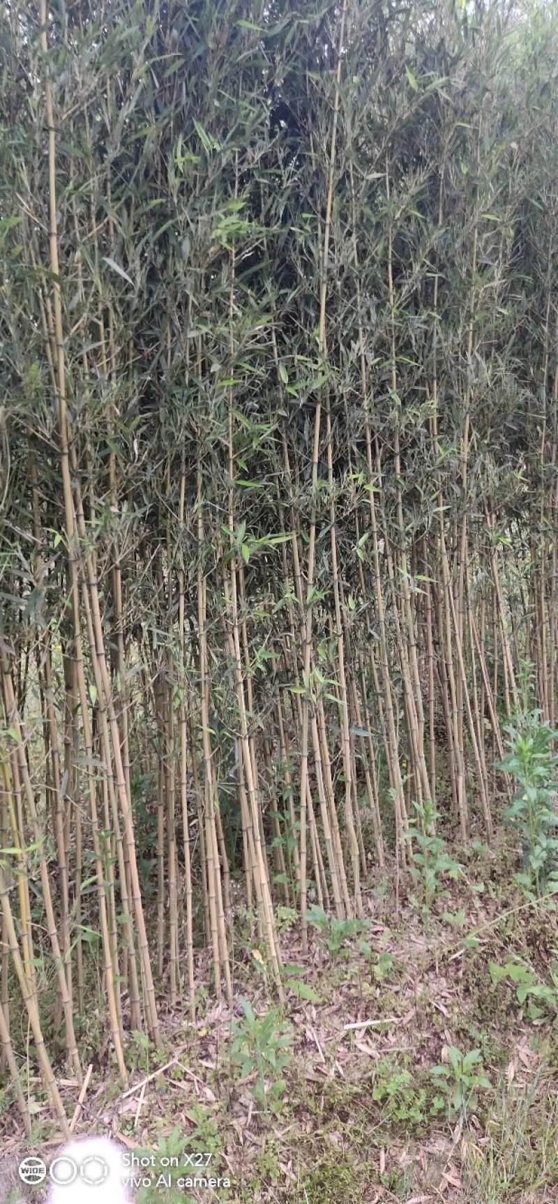 金镶玉竹，各种竹子等等