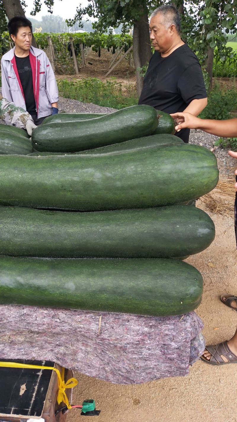 大量供应黑皮吊冬瓜，吊冬瓜全国发货