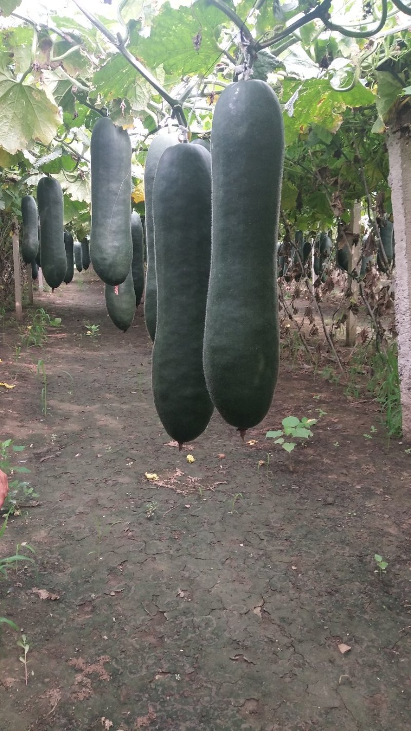 大量供应黑皮吊冬瓜，吊冬瓜全国发货