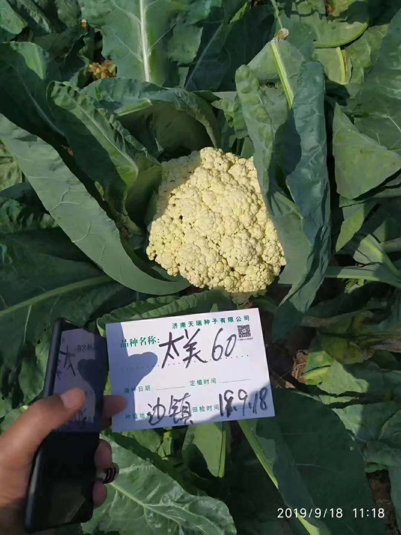 花菜种子，青梗有机花菜小米粒.松花菜品种种子