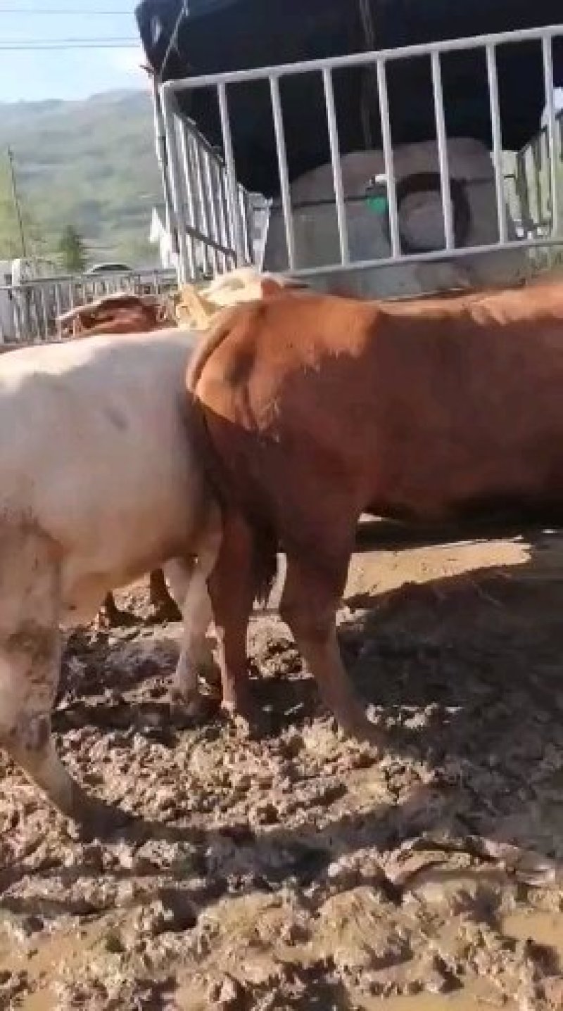 【牛犊】肉牛全程跟踪发货产地价品质保证6.30前