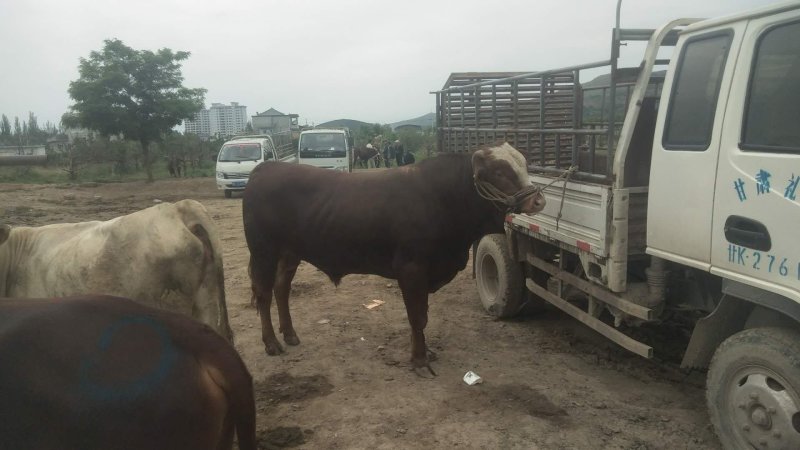 【牛犊】肉牛全程跟踪发货产地价品质保证6.30前
