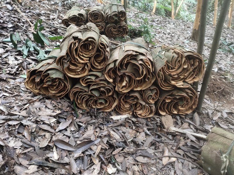 干桂皮