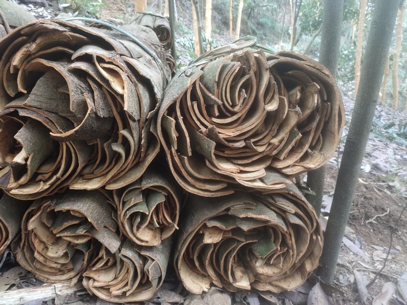 干桂皮