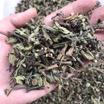 猫须草中药材中草药新货云南猫须草肾茶产地直销货源满包邮