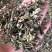 猫须草中药材中草药新货云南猫须草肾茶产地直销货源满包邮