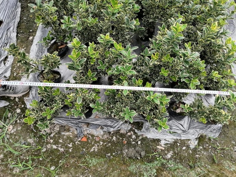 出售金边黄杨16杯苗高度30公分多冠幅25公分成都货