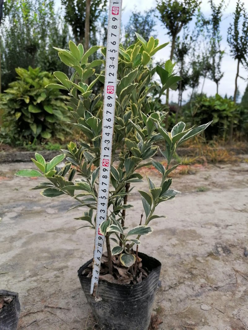 金边万年青苗出售16杯好货万年青金边万年青报价