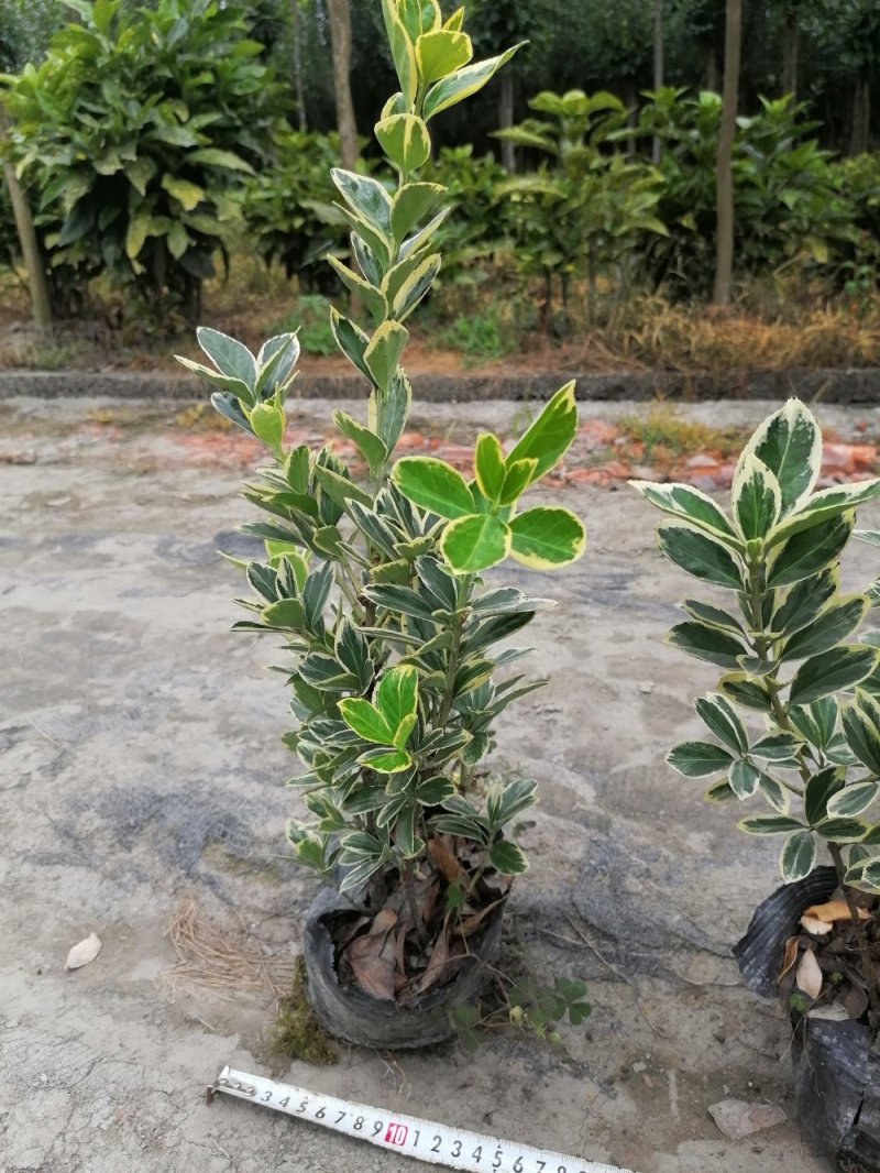 金边万年青苗出售16杯好货万年青金边万年青报价