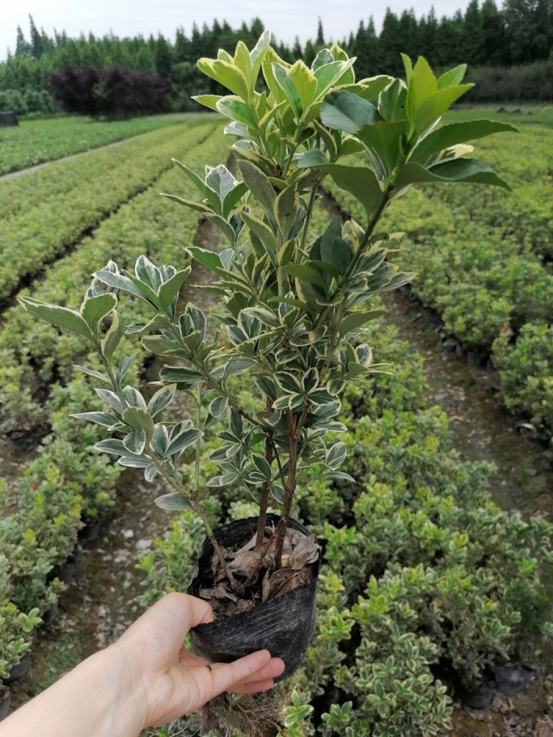 金边万年青苗出售16杯好货万年青金边万年青报价