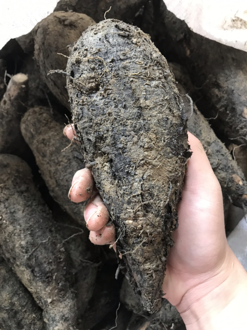 新鲜紫茉莉根，入地老鼠，质量保证，量大价优