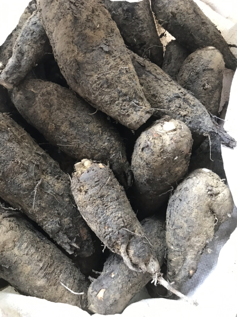 新鲜紫茉莉根，入地老鼠，质量保证，量大价优