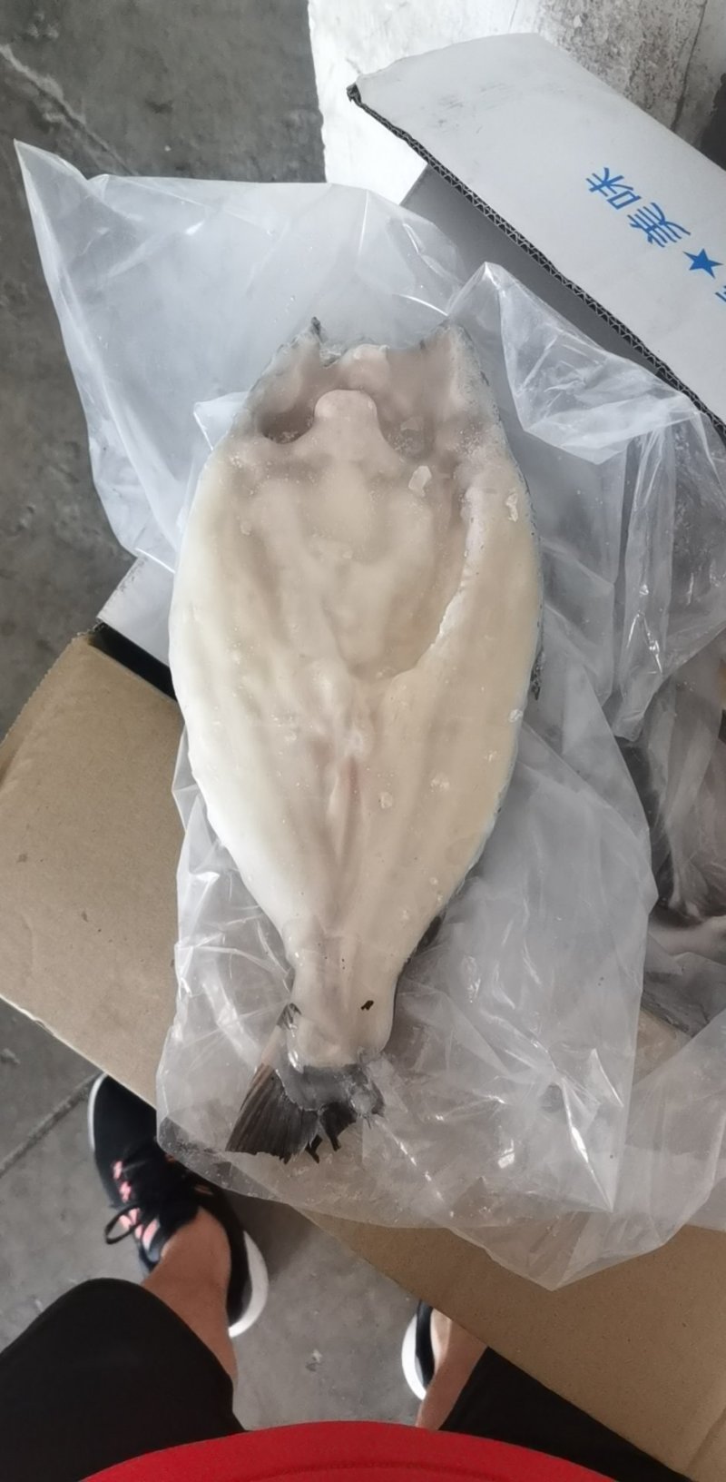 开背巴沙鱼，湄公鱼，10公斤开背鱼，厂家直供