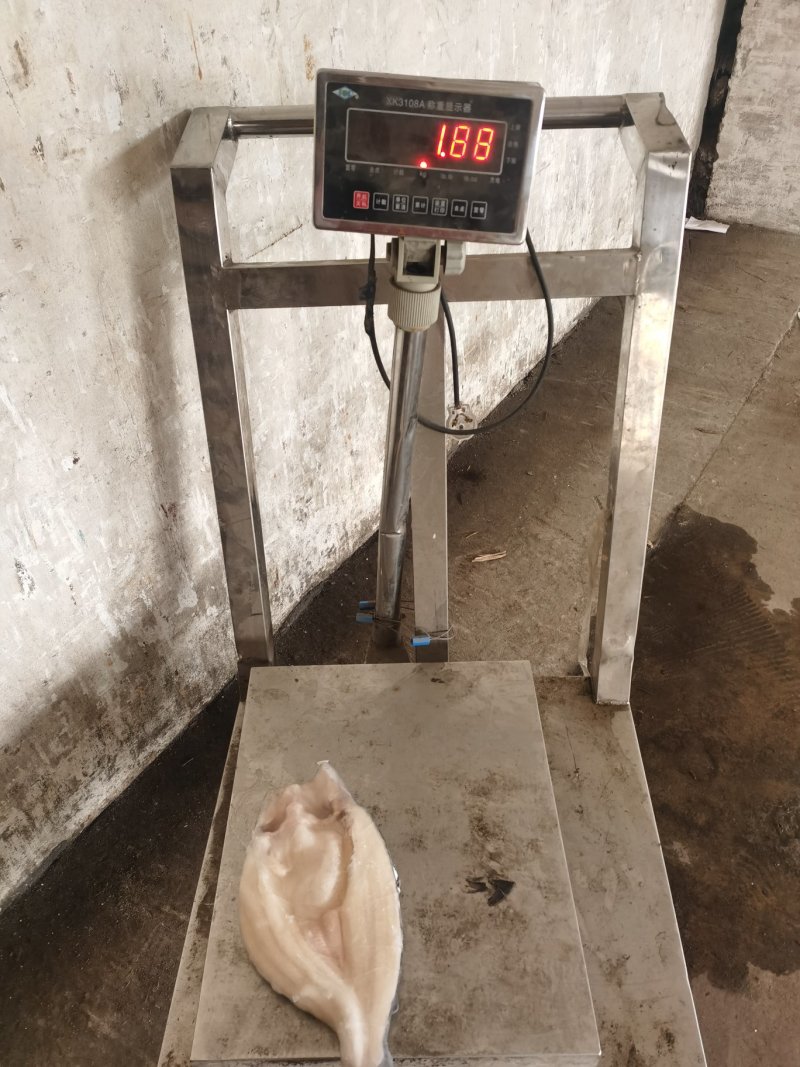 开背巴沙鱼，湄公鱼，10公斤开背鱼，厂家直供