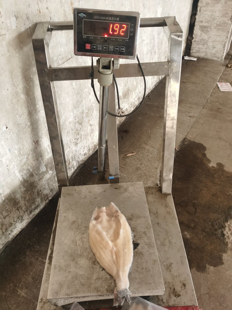 开背巴沙鱼，湄公鱼，10公斤开背鱼，厂家直供
