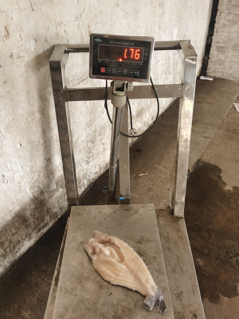开背巴沙鱼，湄公鱼，10公斤开背鱼，厂家直供