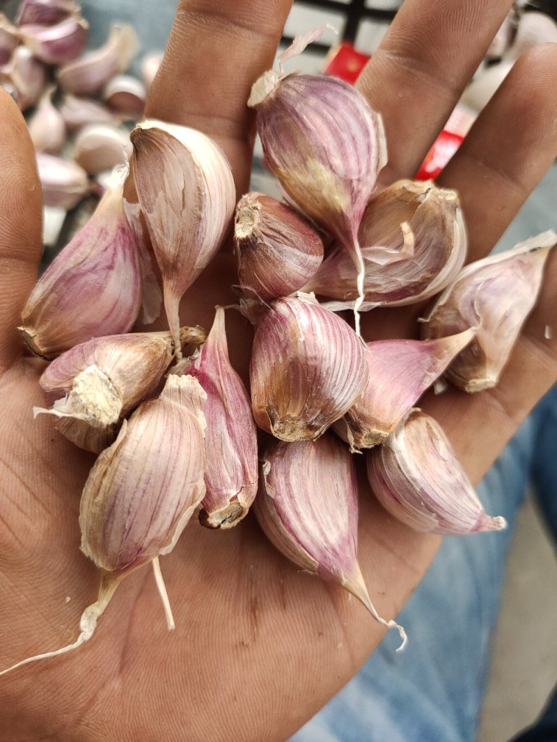 红根蒜苗种子专用，川蒜，苔蒜，二水早，基地直发，诚信代办