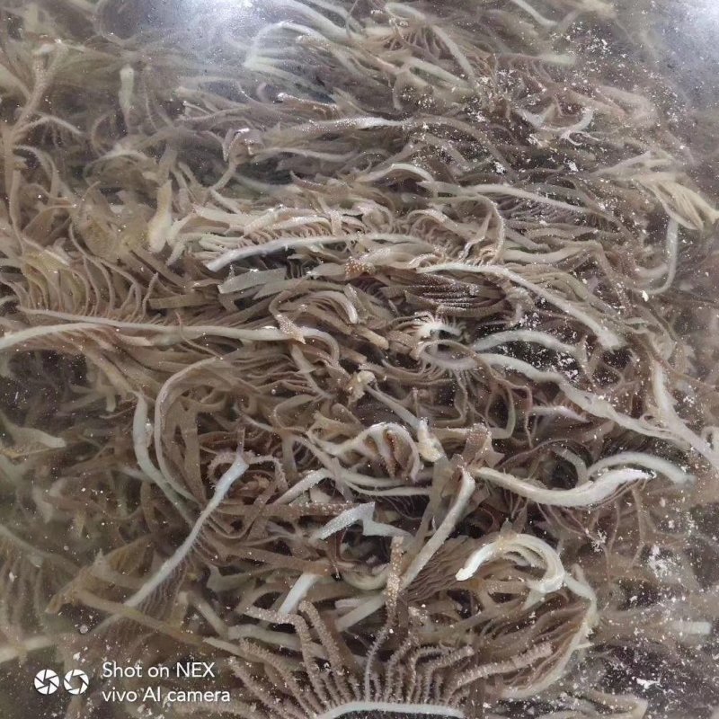 袋装黑丝千层肚黑千层火锅必点