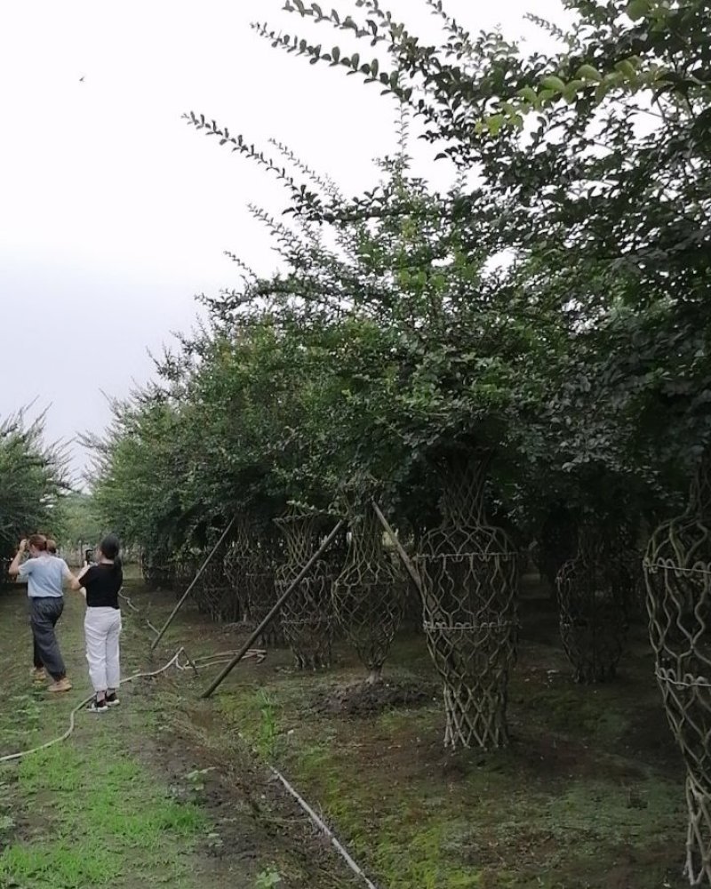 紫薇造型价格多少钱卖价买价
