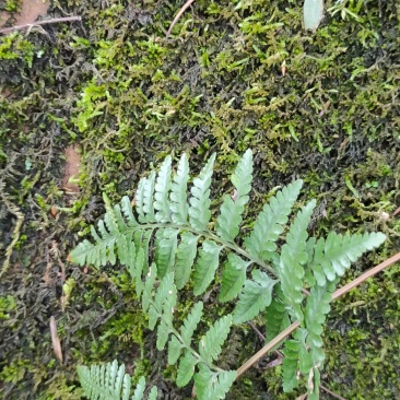 高山野生白毛蛇
