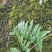 高山野生白毛蛇