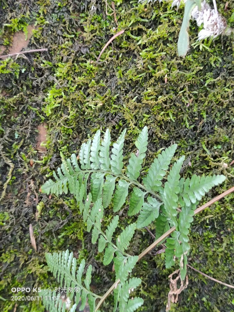 高山野生白毛蛇