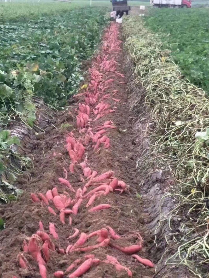 【推荐】红薯山东龙薯九号产地直采个头匀称货量大欢迎咨询