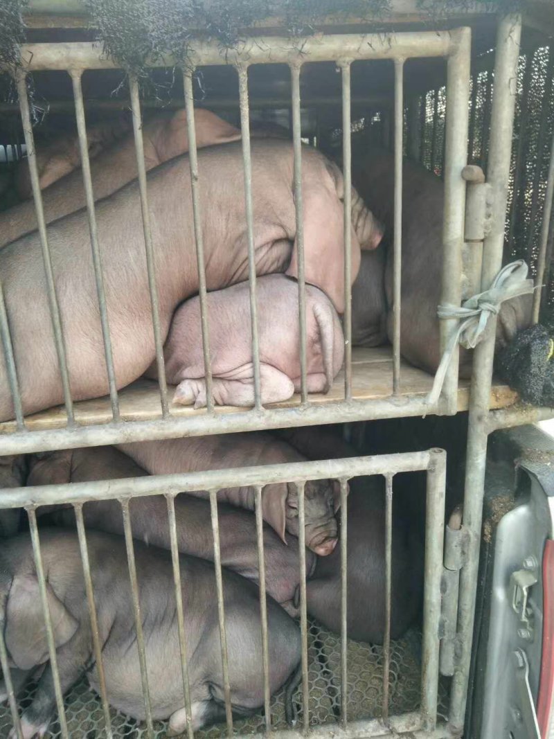 【苏太母猪】苏太母猪量大优惠，一手货源，诚信商家