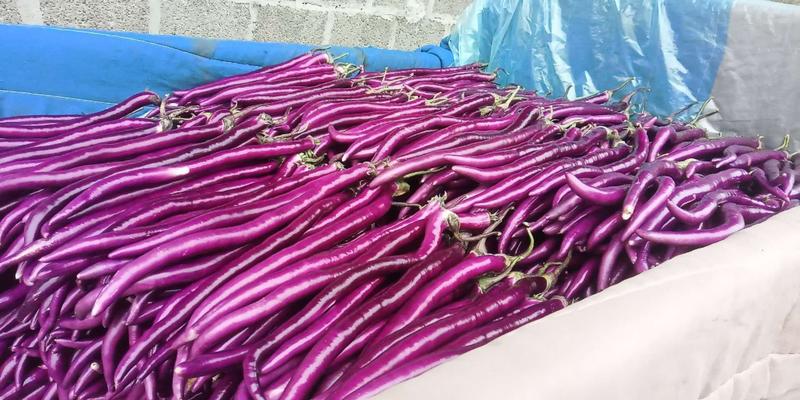 山东兰陵紫线茄新鲜上市，当天采摘代发全国各地，可提供包装
