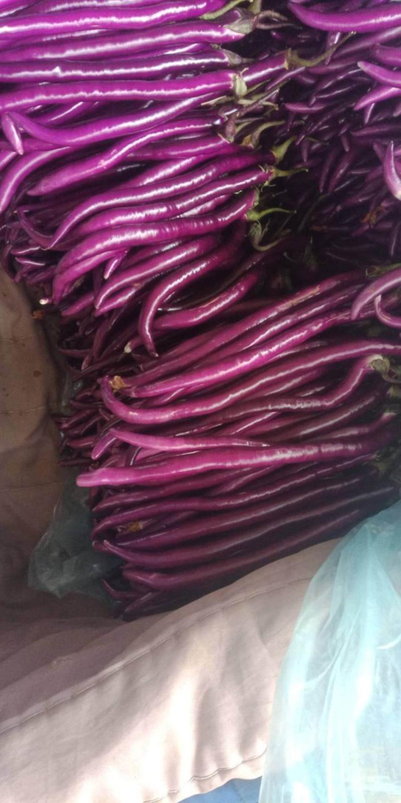 山东兰陵紫线茄新鲜上市，当天采摘代发全国各地，可提供包装
