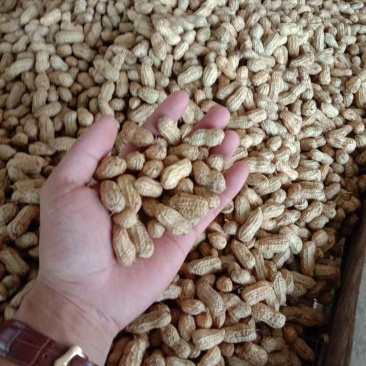 预订鲜花生干花生花生米花生果🥜🥜🥜🥜