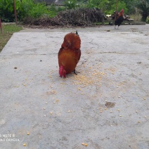 桃花源原生态正宗土鸡