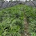 出售棕竹杯苗/地苗成都货30公分以上的高度