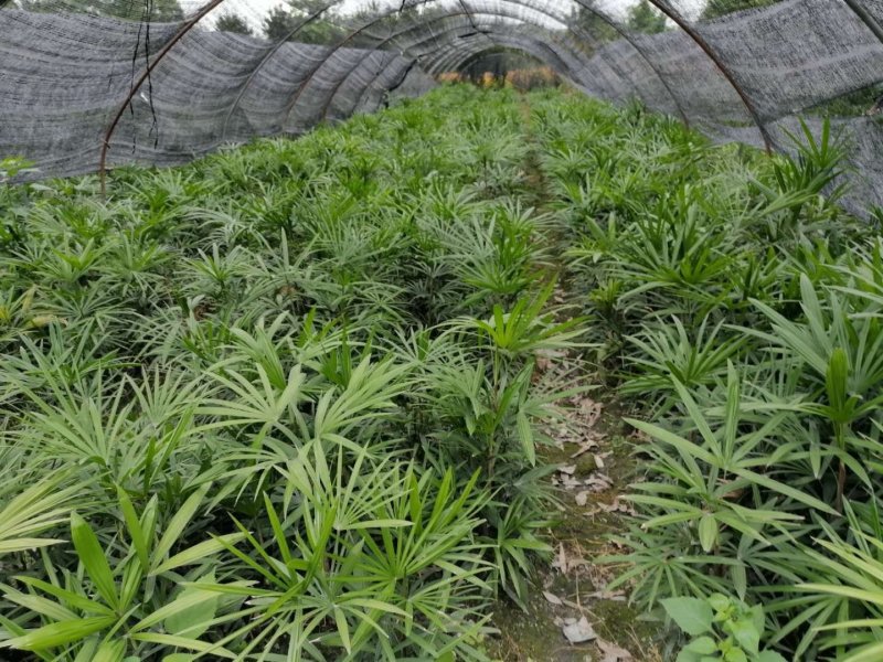 出售棕竹杯苗/地苗成都货30公分以上的高度