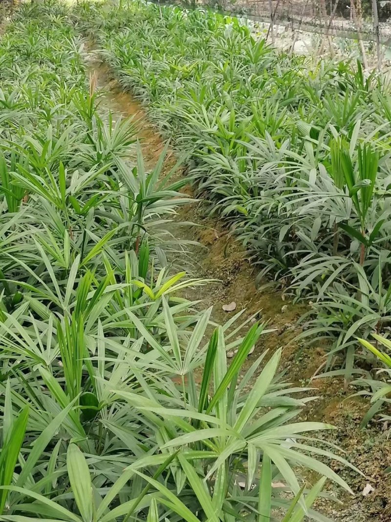 出售棕竹杯苗/地苗成都货30公分以上的高度