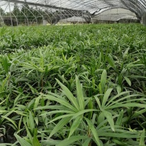 出售棕竹杯苗/地苗成都货30公分以上的高度