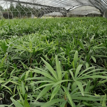 出售棕竹杯苗/地苗成都货30公分以上的高度
