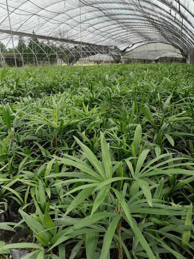 出售棕竹杯苗/地苗成都货30公分以上的高度