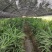 出售棕竹杯苗/地苗成都货30公分以上的高度