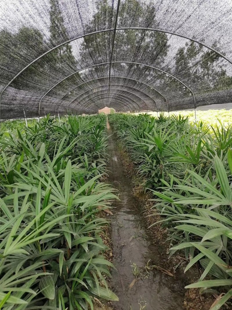 出售棕竹杯苗/地苗成都货30公分以上的高度