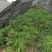 出售棕竹杯苗/地苗成都货30公分以上的高度